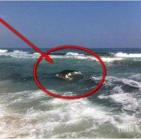 Морето изхвърли на брега труп на обезглавена крава (снимка)