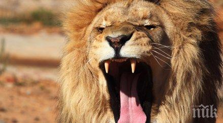 братът лъва сесил жив