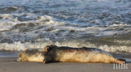 пълен шаш кравата прасе изплува плаж варна снимка