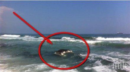 обезглавен труп крава намериха плажа фичоза варна снимки