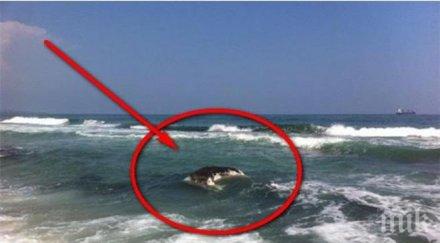 морето изхвърли брега труп обезглавена крава снимка