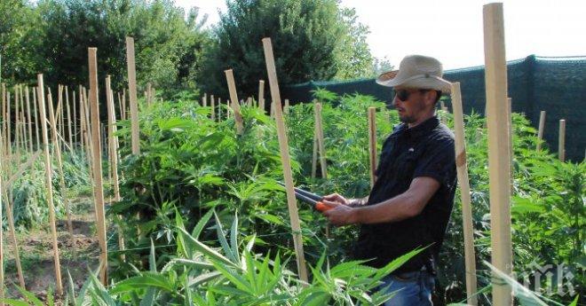 Образцова градина с канабис откриха харманлийски полицаи (снимки)