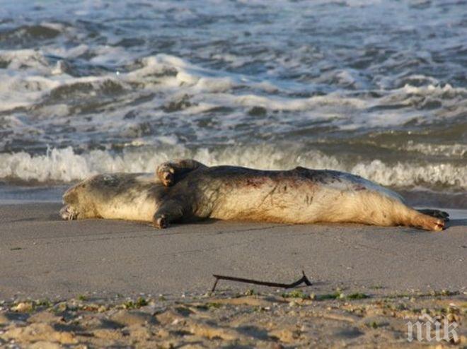 Пълен шаш! След кравата - и прасе изплува на плаж край Варна (снимка)