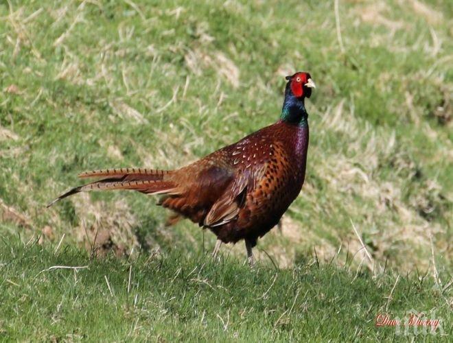 Разселиха 250 фазана в района на село Красен