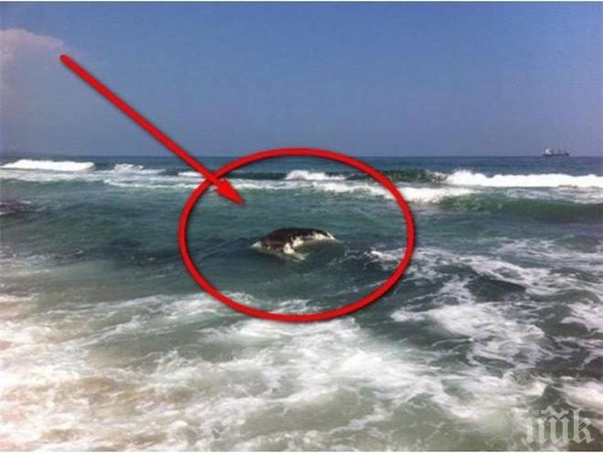 Морето изхвърли на брега труп на обезглавена крава (снимка)