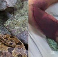 Селфи със змия може да ви струва 153 000 долара