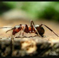 Подлост! Гъсеници дрогират мравки, за да са им слугуват