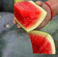 Днес е Световният ден на динята