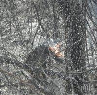 Ограничиха пожар край с. Лесово с помощта на военен вертолет