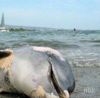 Морето изхвърли 17 мъртви делфина