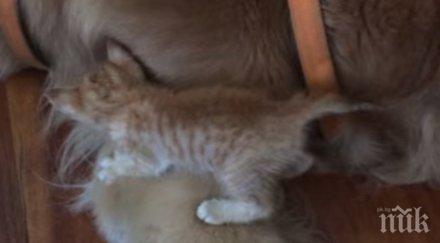 решават спасят изоставено коте виждат едни храсти случва седмица късно