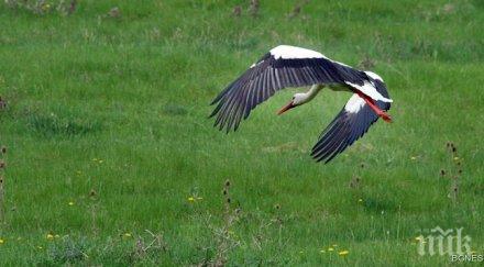 накъде летят щъркелите белчо поли крайчо