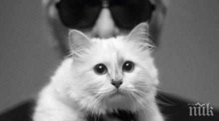 тест разкрие котката вас