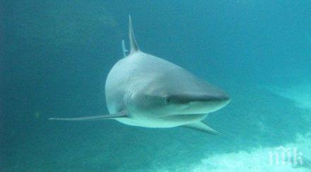 пик акула пори морските вълни