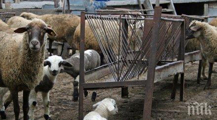 забраняват продажба домашно мляко месо дупница бобошево кочериново