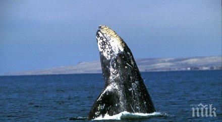 яхтено пристанище буенос айрес появи кит