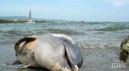 морето изхвърли мъртви делфина