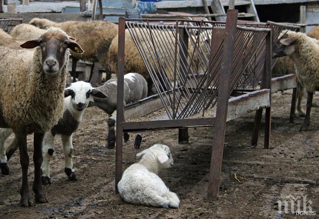 Забраняват продажба на домашно мляко и месо в Дупница, Бобошево и Кочериново