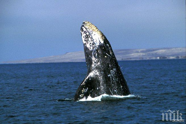 В яхтено пристанище на Буенос Айрес се появи кит
