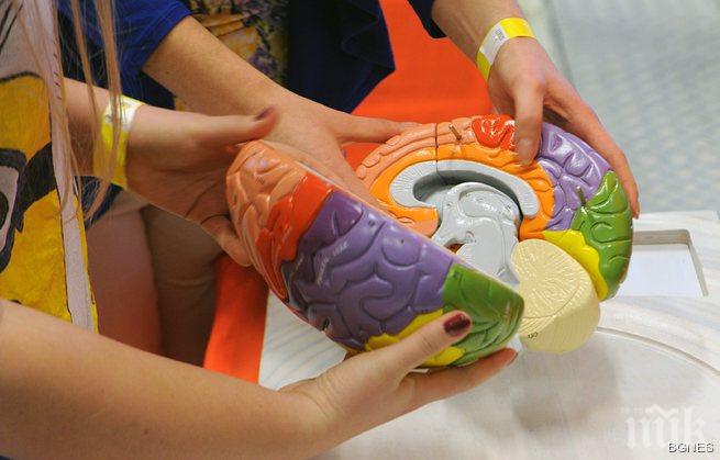 Радиацията от мобилните увеличава риска от тумор