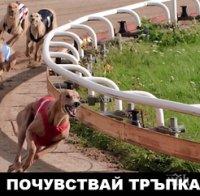 Русе с най-големи печалби от гонки в 