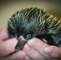 В Австралия похитиха ехидната Пиги