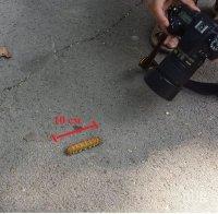 Гигантска гъсеница втрещи варненци (снимки)