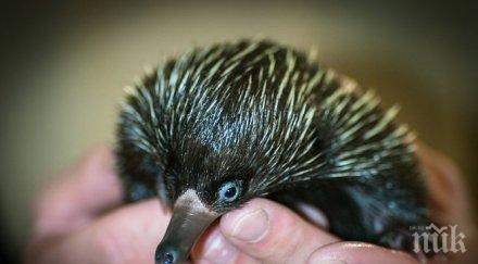 австралия похитиха ехидната пиги