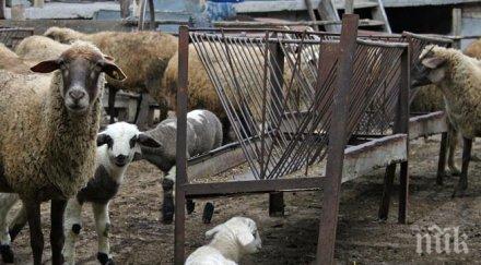 периметърът бруцелоза разширява