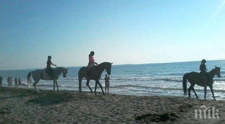 жокеи къпят конете морето
