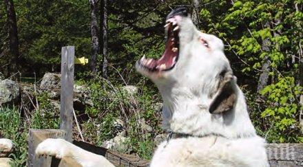 кучето ухапало годишната денка карнобат все свобода