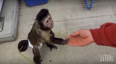 човек даде монета една маймуна направи нея уоу