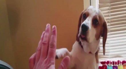 куче проговори казва мама поиска лакомство видео