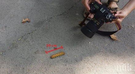 гигантска гъсеница втрещи варненци снимки