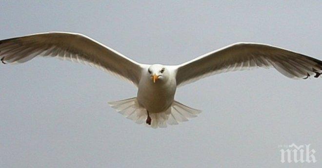 Гларусите и чайките освирепяха! Нападат туристи