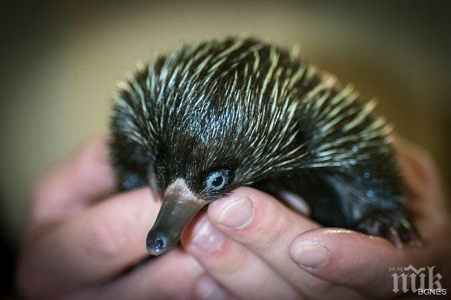 В Австралия похитиха ехидната Пиги