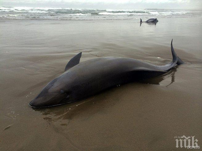 Ужас! Още делфини самоубийци 