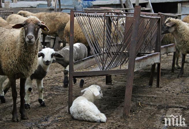 Периметърът на бруцелоза се разширява
