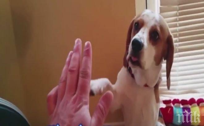 Куче проговори: Казва мама, за да поиска лакомство (видео)