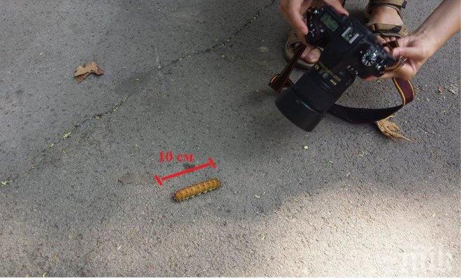 Гигантска гъсеница втрещи варненци (снимки)