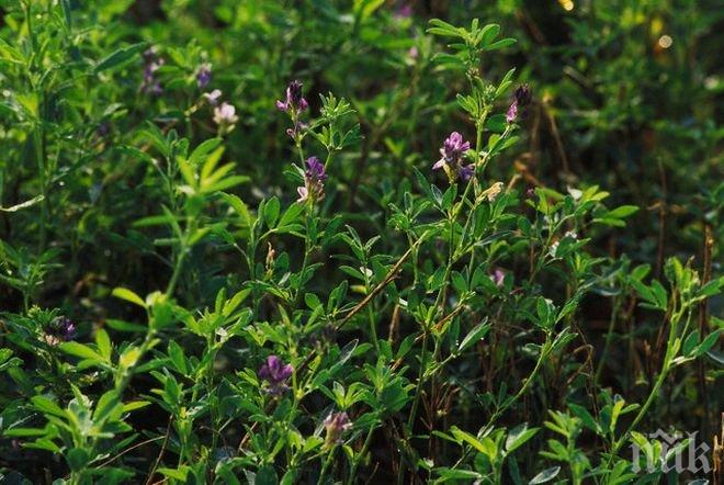 Крадец задигна 10 бали с люцерна, спипаха го и ги плати 