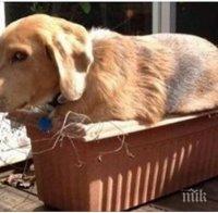 Какво се случва когато животните губят представа за размерите на пространството... те са просто уникални!