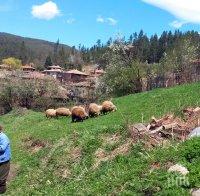 Шефът на РЗИ - Варна: В село Бозвелийско няма огнище на антракс 