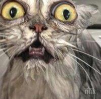 Тези котки се ужасяваха от водата, физиономиите, които са направили са просто уникални!