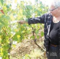 Крадци обраха гроздето 