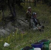 30 българи, берачи на боровинки в Стокхолм, излъгани и оставени без пари