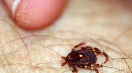 кърлежи продължават хапят пловдивчани