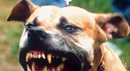 разследване пик час пик озверели питбули ръфат деца животни свирепите кучета подпалиха софия