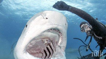 гадост рязаха парчета жива китова акула пазар видео