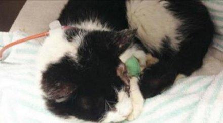 котка необикновена история успя измъкне